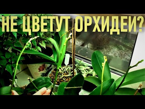 Видео: Как да сложите регулируема колана на горната лапа