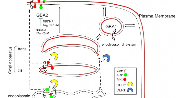 Cytoplasmic glycolipids as a broad spectrum target...