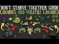 Don&#39;t Starve Together Guide: Canaries/Volatile Canaries - Saffron Feather Farming &amp; More