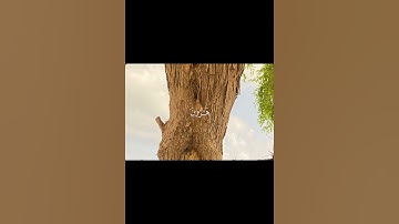 قرآن كريم بصوت ياسر الدوسري #قرآن #ياسر_الدوسري