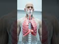 Holding Your Breath? Here’s What Happens Inside Your Body” #lungs #trendingshorts #viralvideo #yt