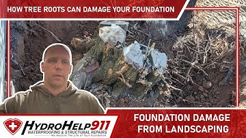 How Tree Roots Can Damage Your Foundation | Foundation Damage from Landscaping