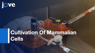 Cultivation Of Mammalian Cells Using Single-Use Pneumatic Bioreactor System l Protocol Preview