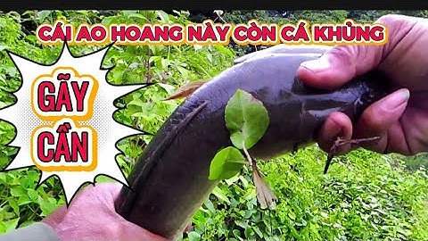 Câu cá lóc ao ao bỏ hoang cá đang ăn đồng đội gãy cần-Rural fishing in Vietnam