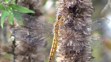 Wandering Glider Dragonfly 1 HQ HD