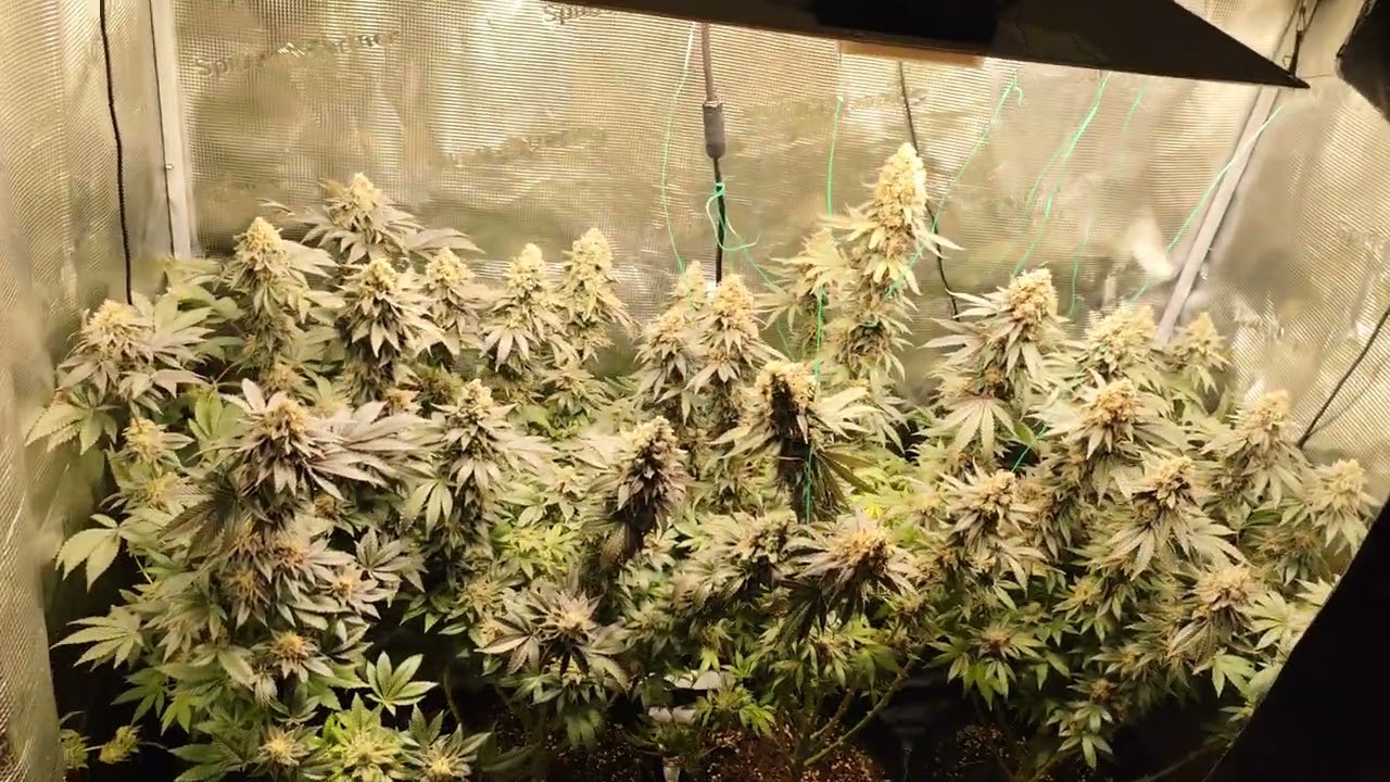 My White Widow Lady's from@royalqueenseedsglobal 😍🤤