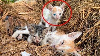 Poor kitten Worried Because Her Sibling Is Showing No Sign Of Life!