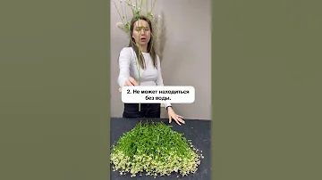 ВАЖНОЕ О РОМАШКЕ #shorts #шортс