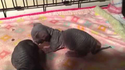 Video 1195481: hairless sphynx kitten plays, adorable hairless sphynx