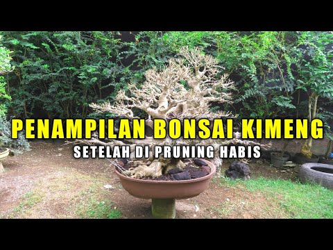 Penampilan Bonsai Kimeng Setelah Di Pruning Habis Ficus Microcarpa By Alesha Ramadhani