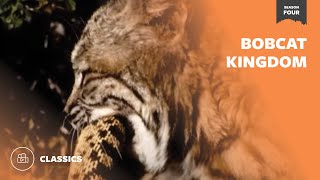 Bobcat Kingdom | Mutual of Omaha&#39;s Wild Kingdom
