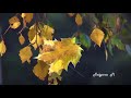 Нежная мелодия Осени Андрей Обидин  Gentle Melody of Autumn Andrey Obidin