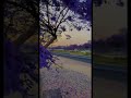 شارع الفن في أبها شارع الفن ابها أبها عسير ورد جمال