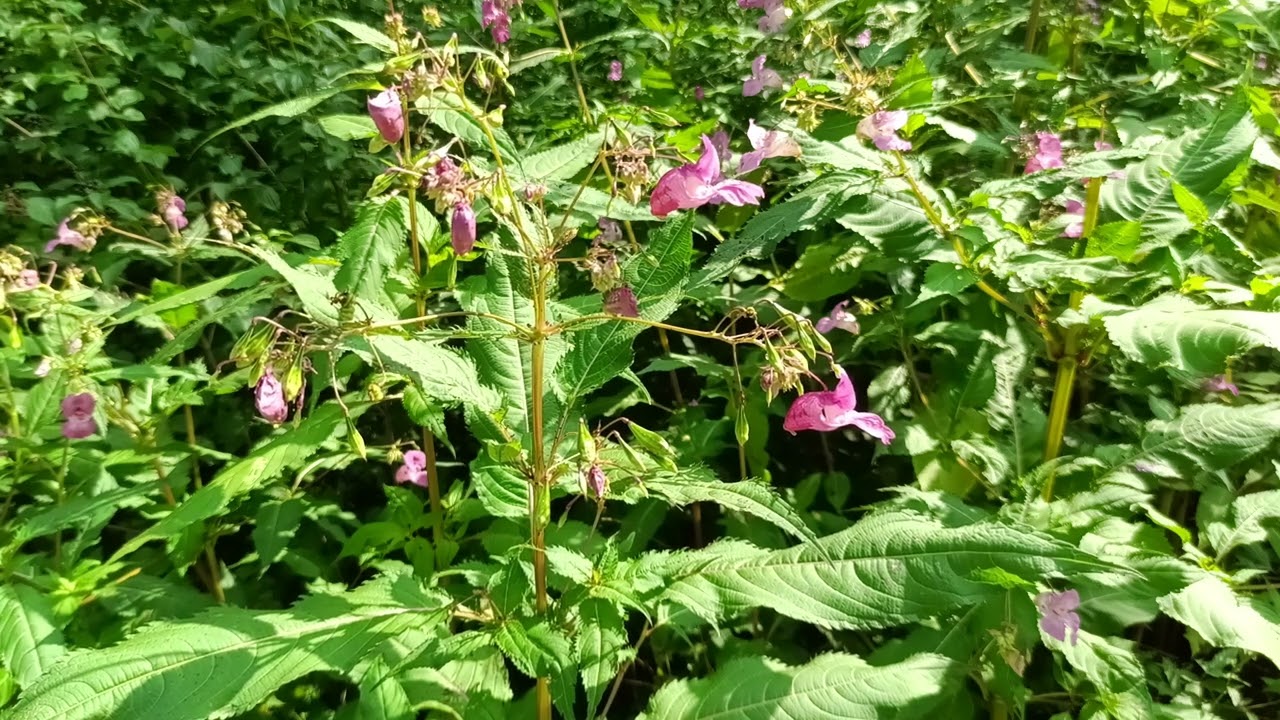 #ПрироданаЮтуб