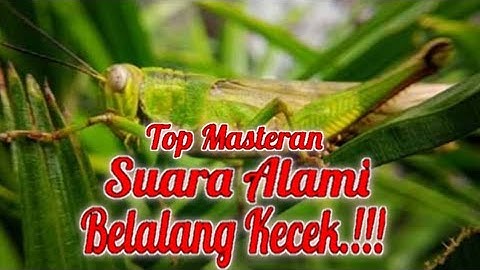 MASTERAN BURUNG BELALANG KECIK BERJEDA 1-2 MENIT