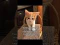 #ads #cat #allergyfree #catallergies #catowners #catmom #kitten