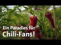 Chilizüchter in Europas größter Chili-Zucht: Scharfe Vielfalt von Chilis | Gut zu wissen | BR