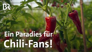 Chilizüchter in Europas größter ChiliZucht: Scharfe Vielfalt von Chilis | Gut zu wissen | BR