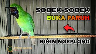 CUCAK IJO BUKA PARUH !! SOBEK - SOBEK BIKIN NGEPLONG