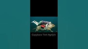 Capy dũng cảm ❤️ cứu người bị lật tàu ❤️#capybara #capybaratinhnghich #xuhuong