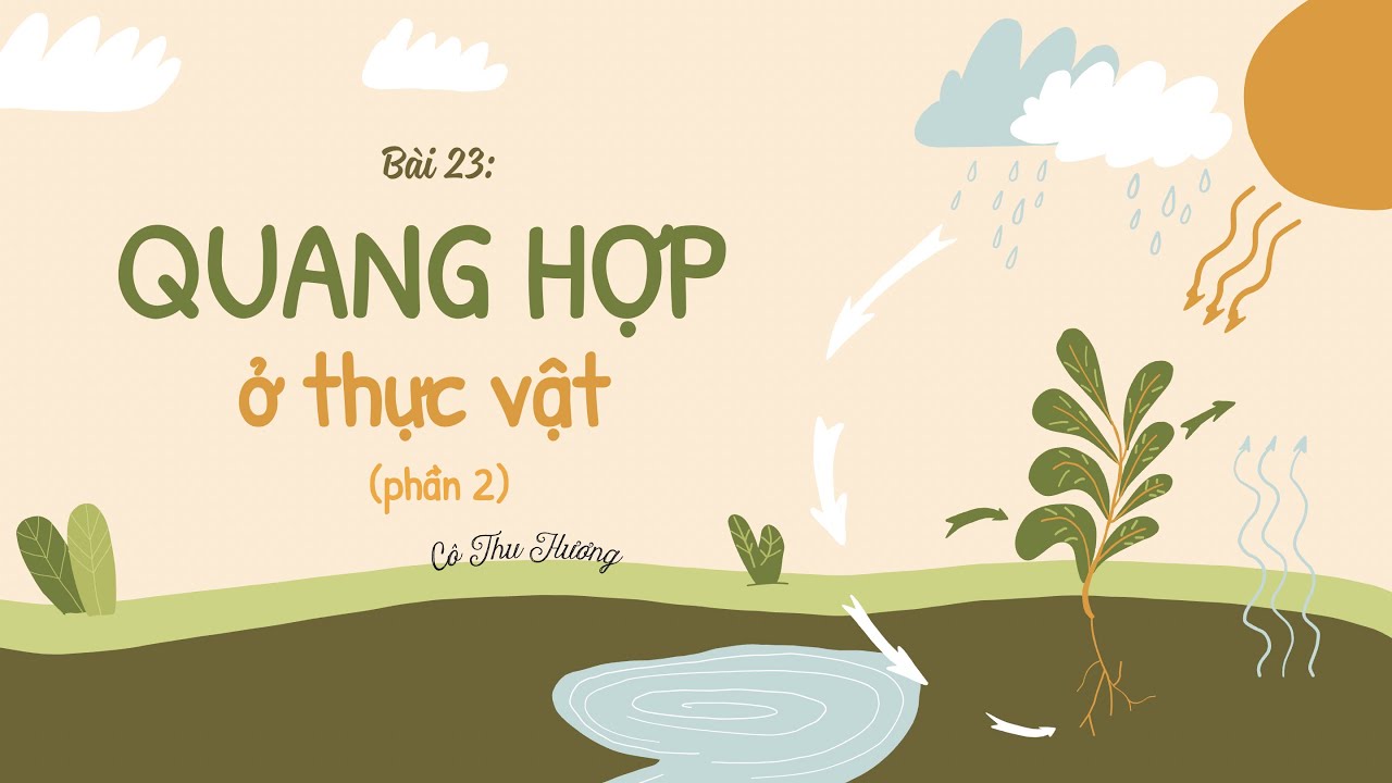 Bài 23. Quang hợp ở thực vật (phần 2) - Khoa học tự nhiên 7 - Chân trời sáng tạo - OLM.VN