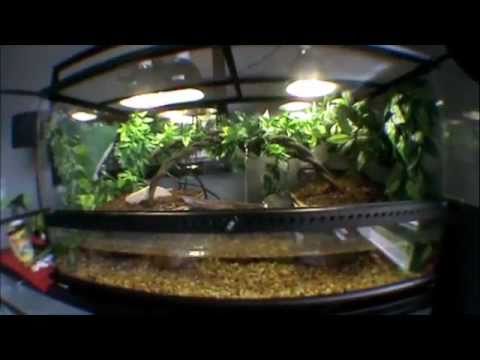 Fresh Paludarium (I know... it's the BEST)