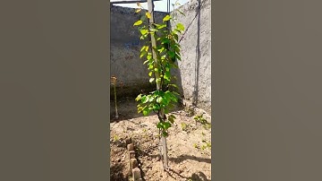 pear tree 🍐🌳 #foodie #gardener #garden #gardentour #pear
