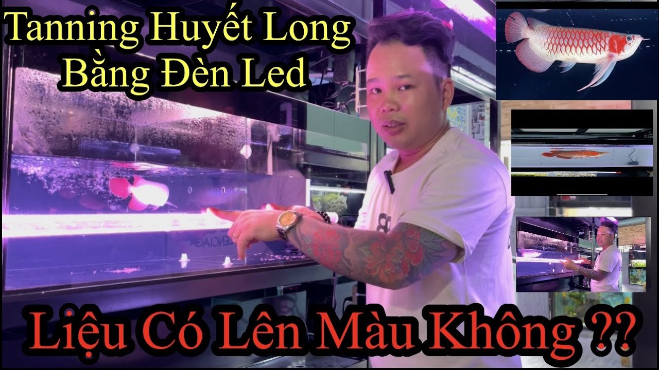 Tanning Huyết Long Bằng Đèn Led Liệu Có Lên Màu Không ?? | Hiểu Cho Đúng Về Tanning