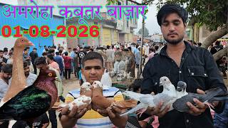 Amroha kabootar market 🕊️01-08-2026. अमरोहा कबूतर बाज़ार। Gola kabootar market.