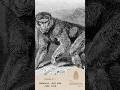 Monkeys, mud and junk food - The Wild Bits Show July 10, 2025