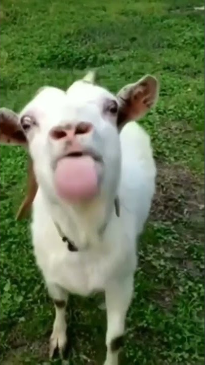 Kambing lucu | lucu | Cobalah untuk tidak tertawa