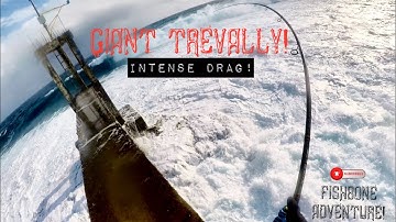 Giant Trevally - Intense Drag / Field Test: DaiwaTaMsLt & Noeby Leisure (Heavy)