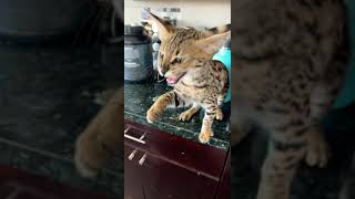 FEEDING TIME FOR F1 SAVANNAH CAT (CRAZY) #shorts