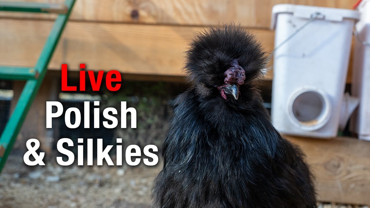 LIVE Silkie Chicken Coop Cam - Watch Your Favorite Flock