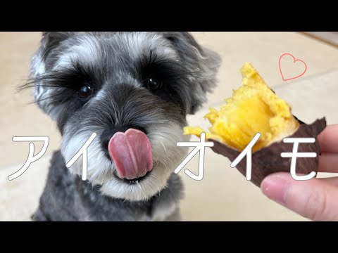 大好物の焼き芋を食べる愛犬が可愛すぎた🍠🧡【シュナウザー】