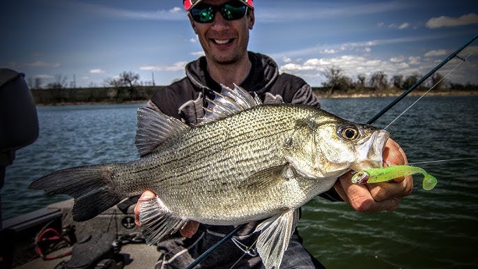 How to catch lots of WHITE BASS on soft plastic lures. 