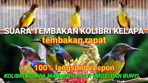 suara pancingan korlap gacor tembakan rapat || ampuh memancing korlap agar emosi dan bunyi