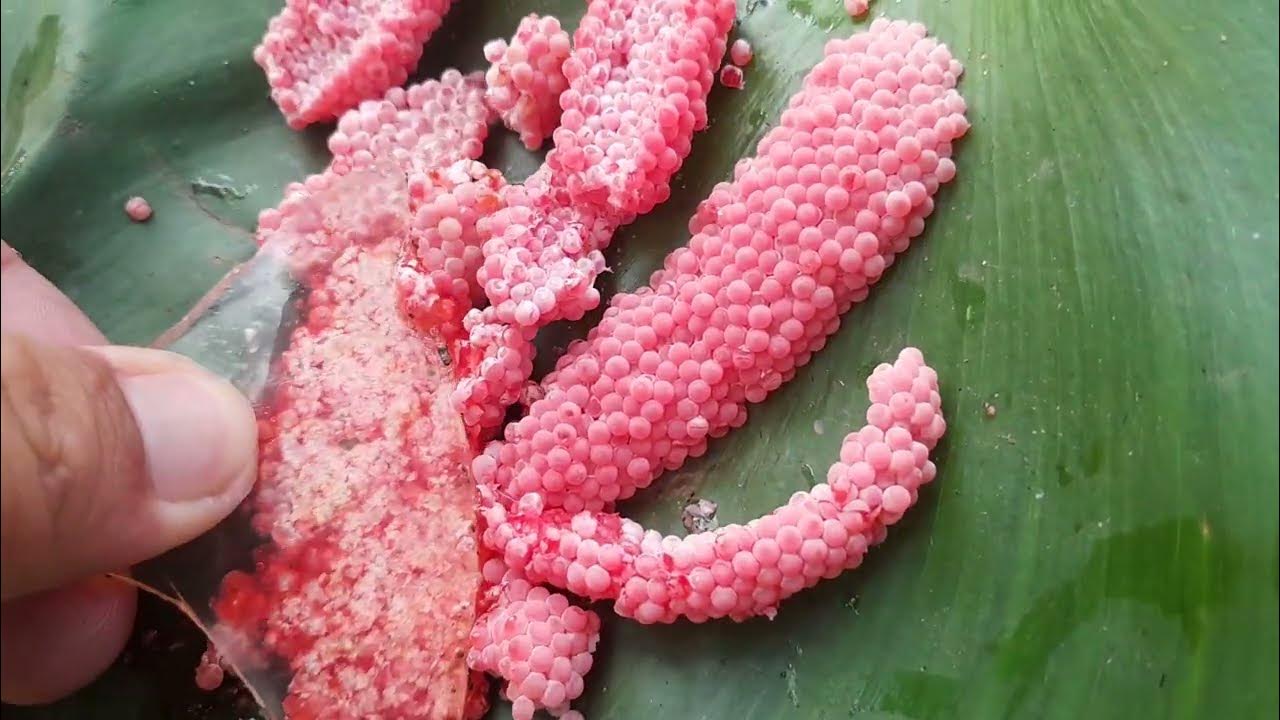 crushing invasive snail eggs [ 34 ] YouTube