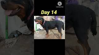 Rottweiler Pregnancy Timelapse
