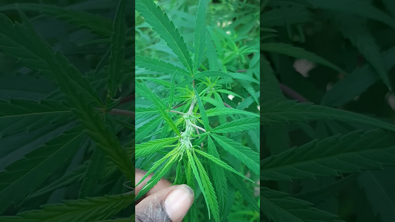 growing marijuana outside from seed update 1