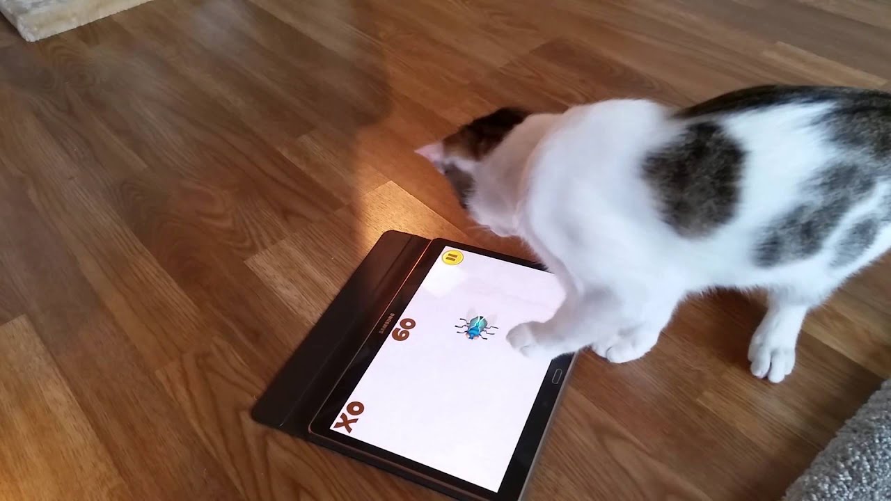 Cats playing with tablet YouTube