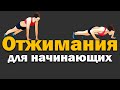 Отжимания для начинающих. Разные варианты и техника.