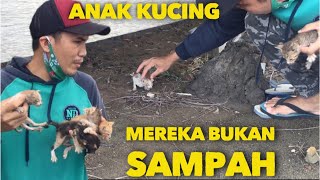 KETEMU EMPAT EKOR ANAK KUCING DI BUANG KEDINGINAN