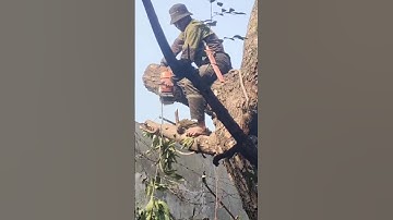Lumberjack skill technique cutting large trees #shortvideo #treecutting #chainsaw