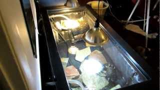 Indoor turtle habitat by Melany Klohoker 4,623 views 11 years ago 1 minute, 1 second