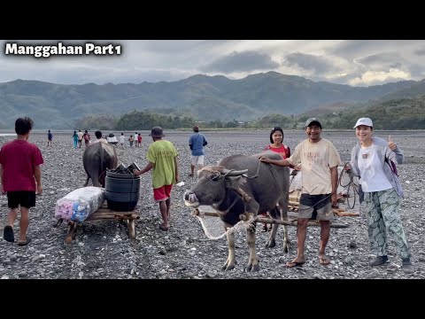 Paghahatid ng Biyaya sa Manggahan (Sinundo tayo ng Paragos at Kalabaw) | Tribung Mangyan Alangan