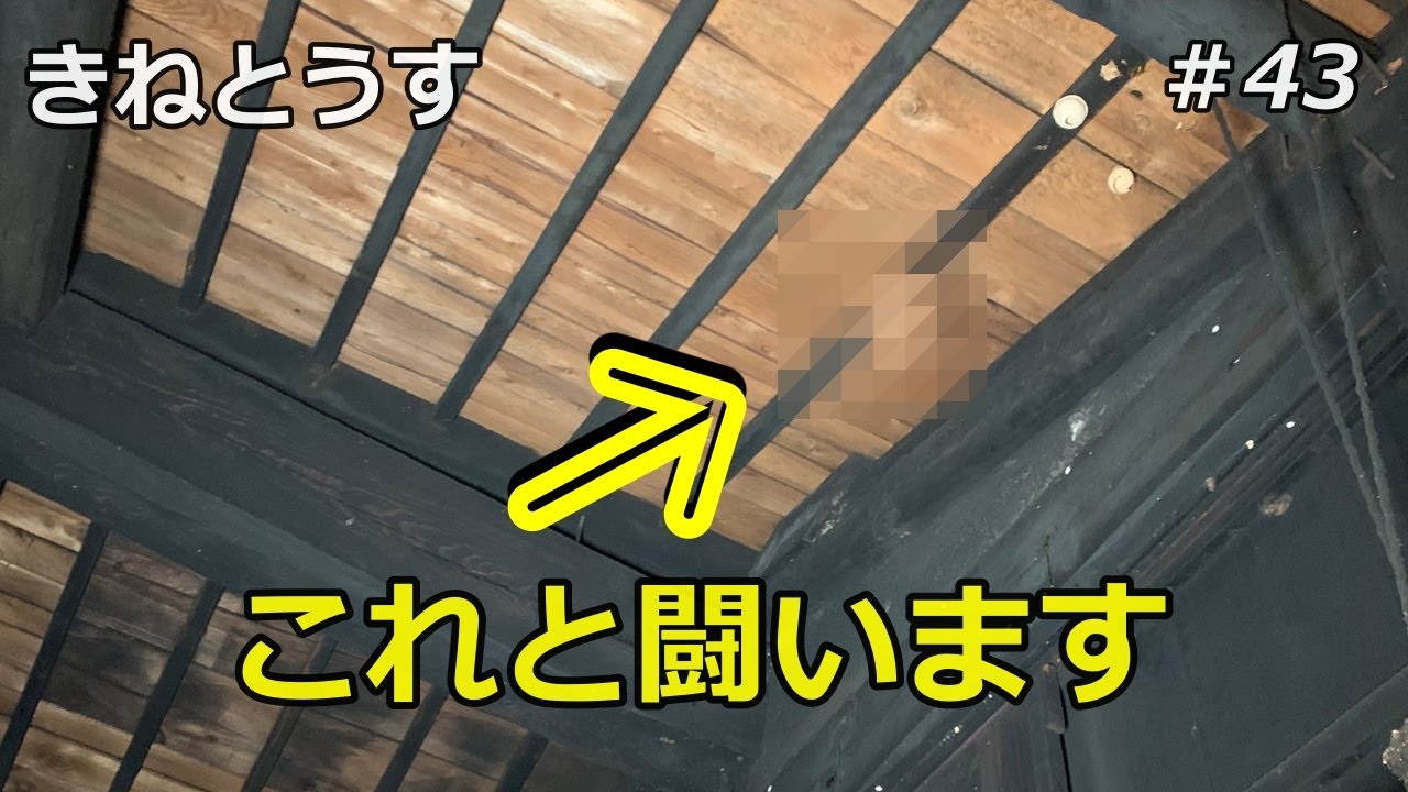 田舎暮らし　これと闘います＃43