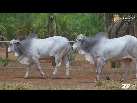 Nelore Cometa | 17º Leilão | Touros | Lote 139