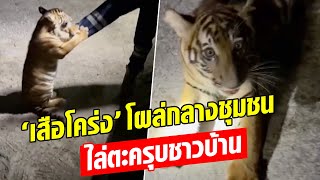 ชาวบ้านแตกตื่น! ‘เสือโคร่ง’ โผล่กลางชุมชน ไล่ตะครุบชาวบ้าน : Khaosod - ข่าวสด