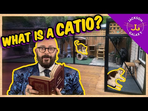 Video: Katzenstreu: Wie wurde es erfunden?